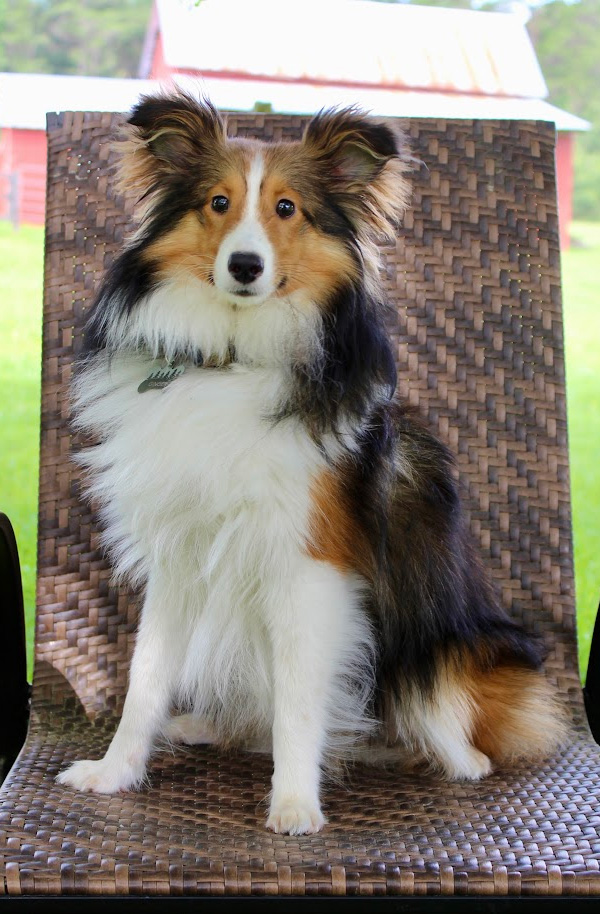 Friendly Smiles of Solomons | Implant Dentistry, CEREC Crowns and Oral Examinations